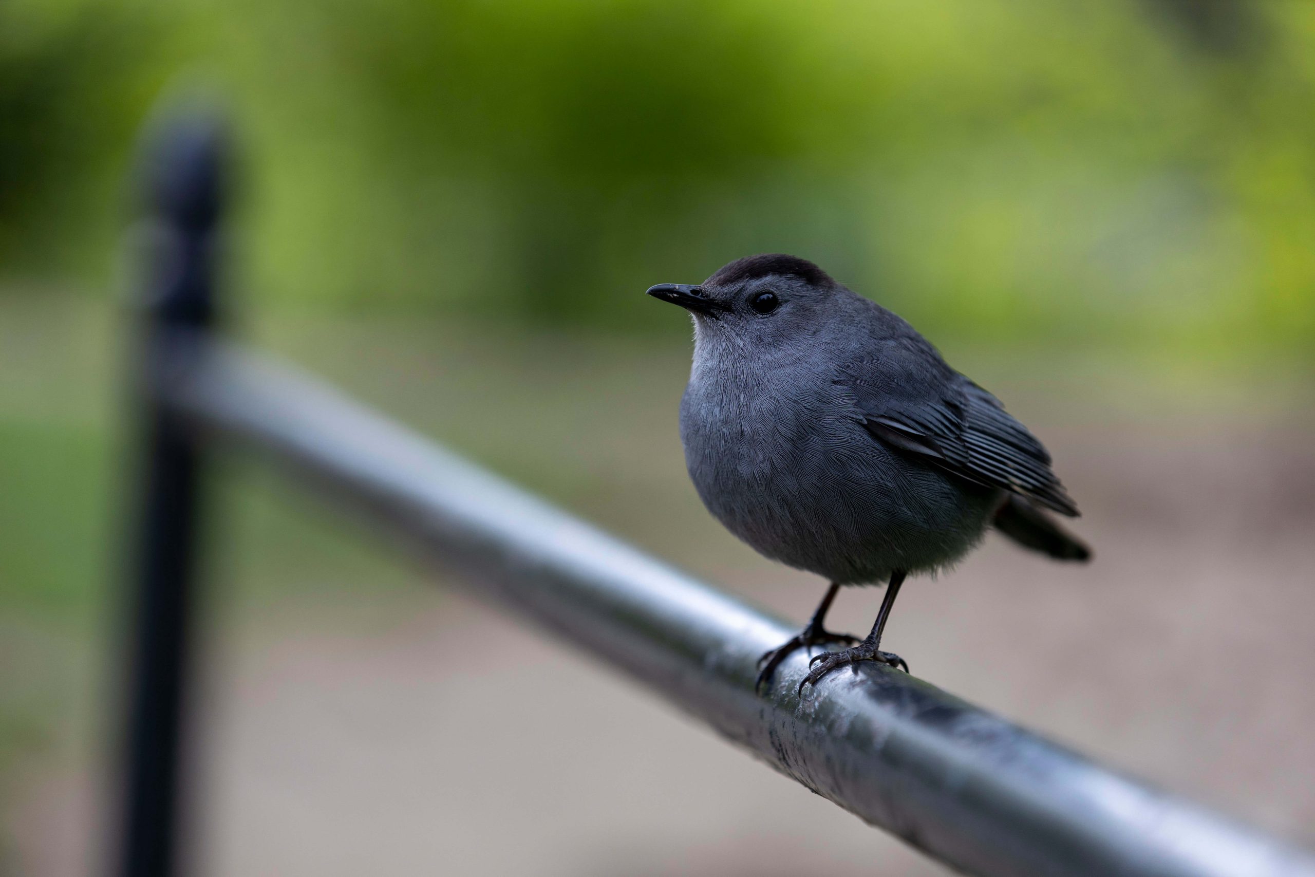 Grey Catbird sitting on top of a metal fence